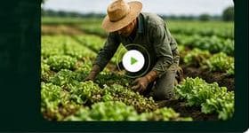 Farmer tending fresh produce